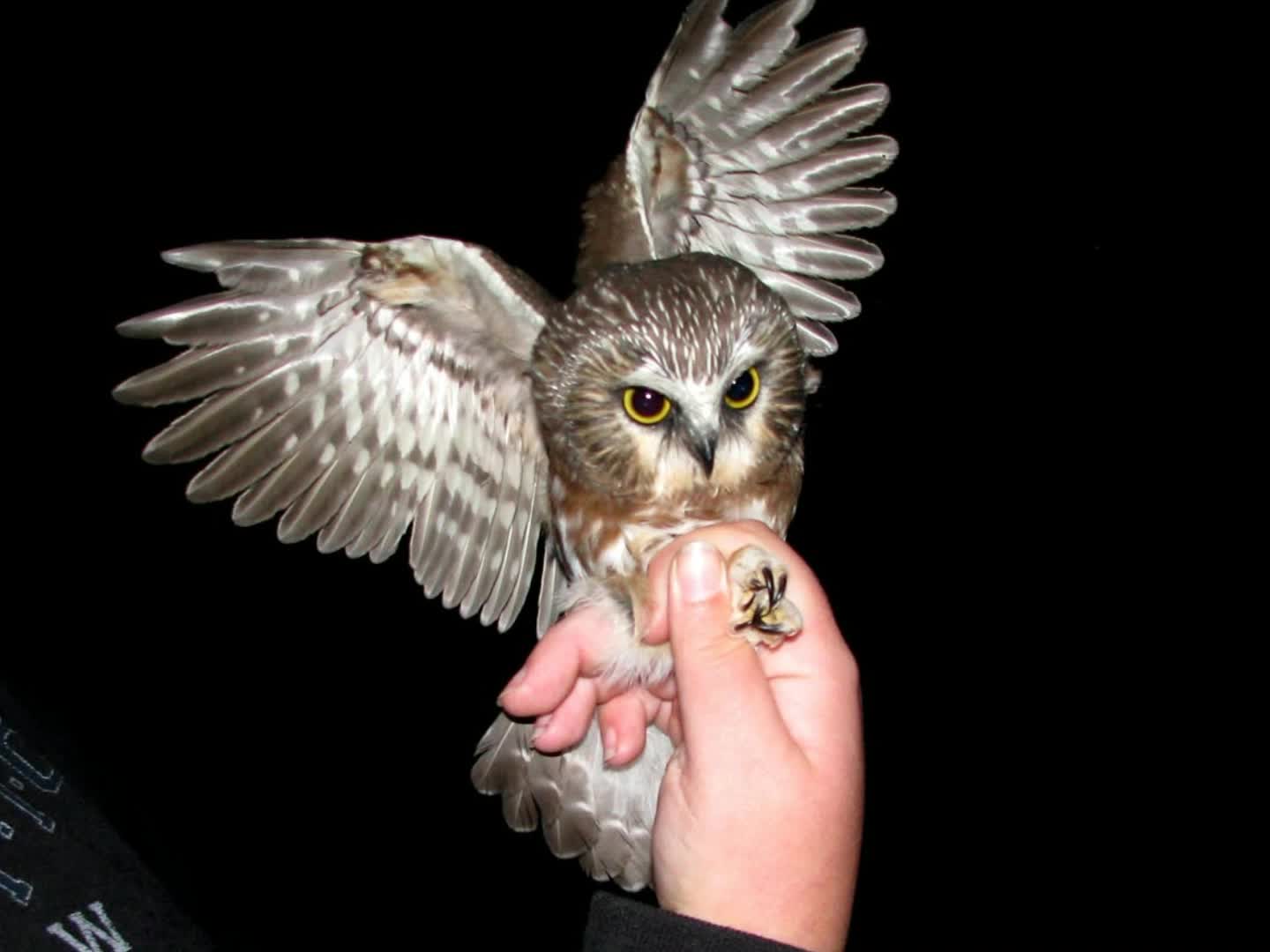 CUTEST OWL IN THE WORLD