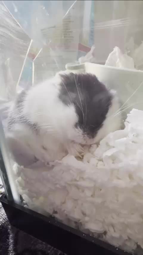 Hamster munches on air while sleeping