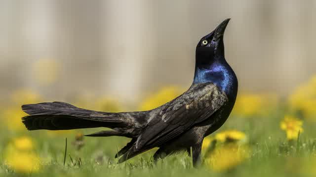 GRACKLE EDIT GRACKLE EDIT