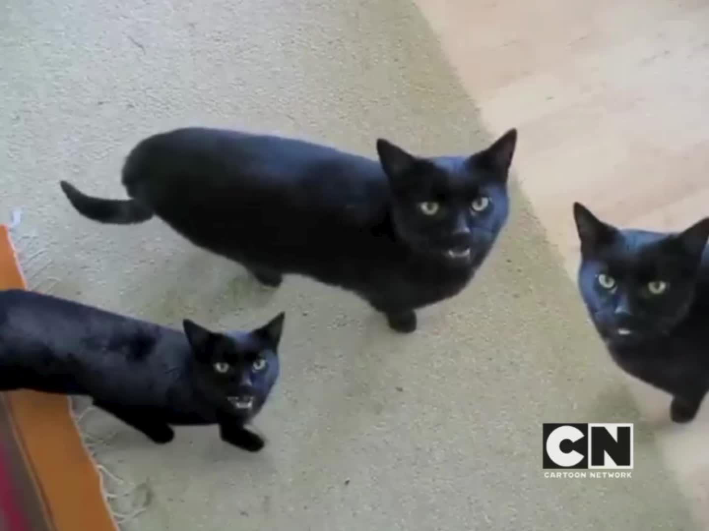 Cartoon Network Estonia - Meow Mix Bumper - Cattoon Network/April Fools2013