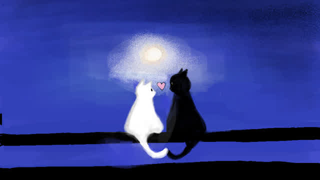 look at this super cute cat video i made