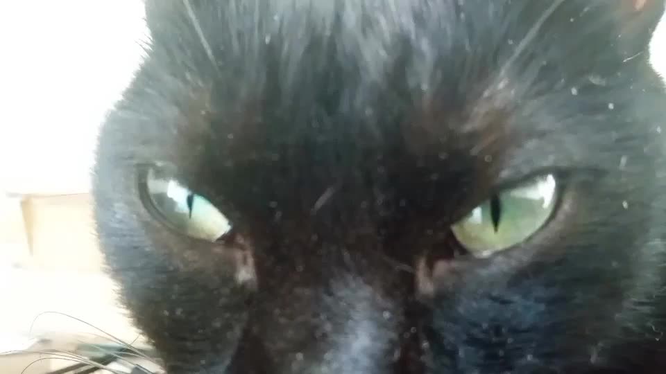 Cat Nightmare REMjob